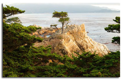 Lone Cypress Real Estate