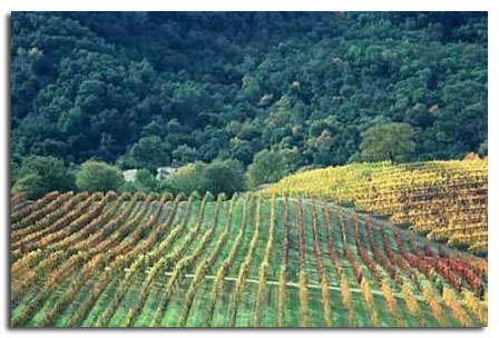 Wine country