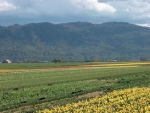 Pitt Meadows Farmland