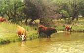 Cattle in White Oak Creek Tierra Linda