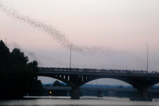 Watching the bats from Congress Bridge. © Iain Munn