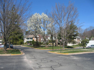 Townhomes in Dumont Oaks