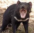 Tasmanian Devil