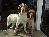Jo Jo and Mia as Pups