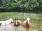 Taking a Dip!