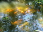 Fish Pond no image