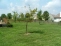 Spacious Yard no image