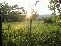 Field 2 no image
