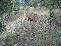 one rock outcropping on site no image