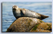 Visit the Monterey Peninsula First