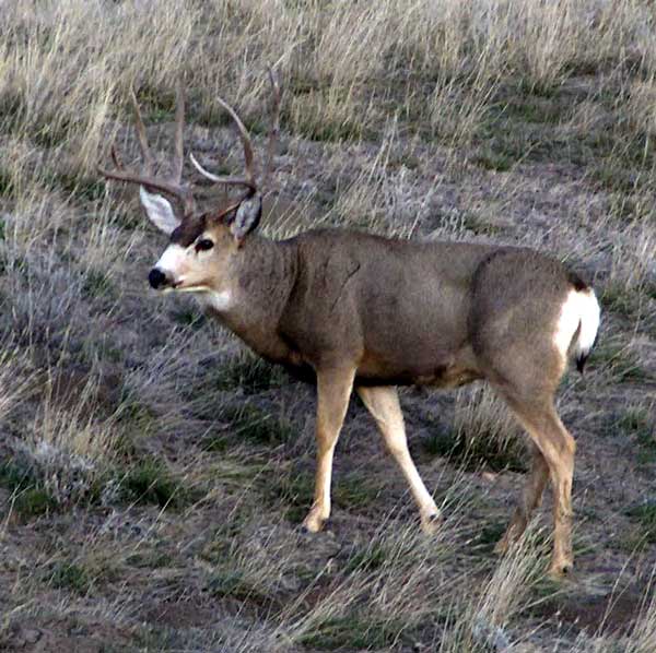 Mule Deer