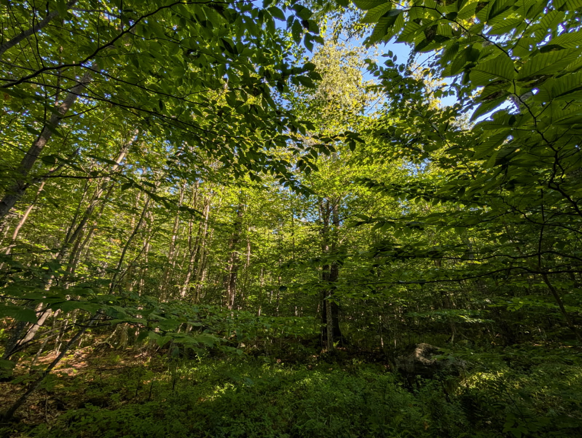 Highland Drive Lot #1, Montgomery, VT, 05471 United States