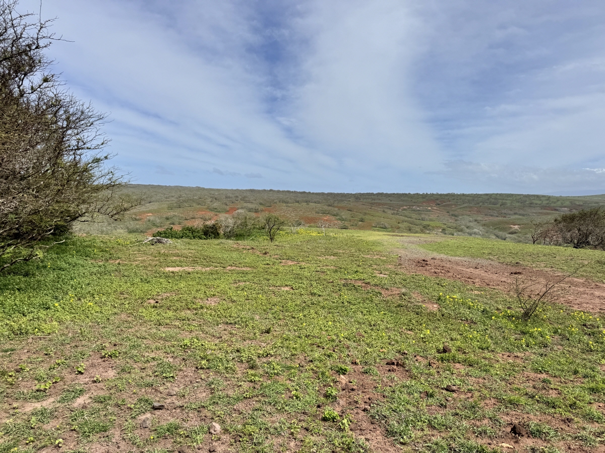 0 Kalua Koi Rd, lot55, Maunaloa, HI, 96770 United States